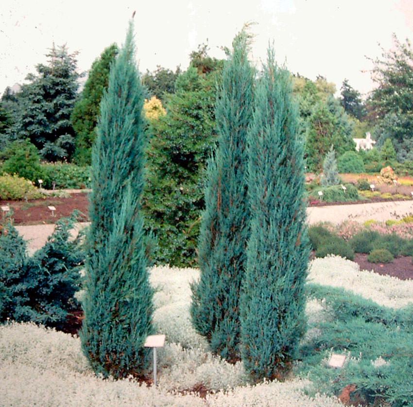 Juniperus Scopulorum Blue Arrow - View 3 from www redcrocus com