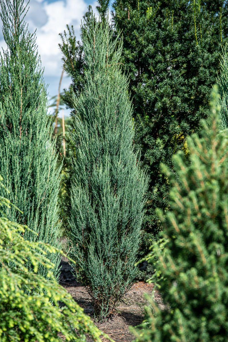 Juniperus Scopulorum Blue Arrow - View 6 from www redcrocus com