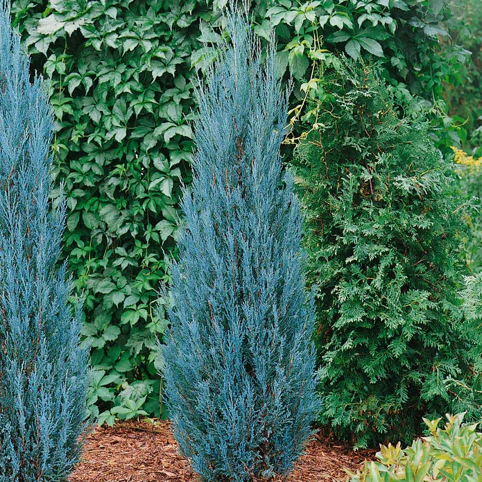 Juniperus Scopulorum Blue Arrow - View 9 from www redcrocus com