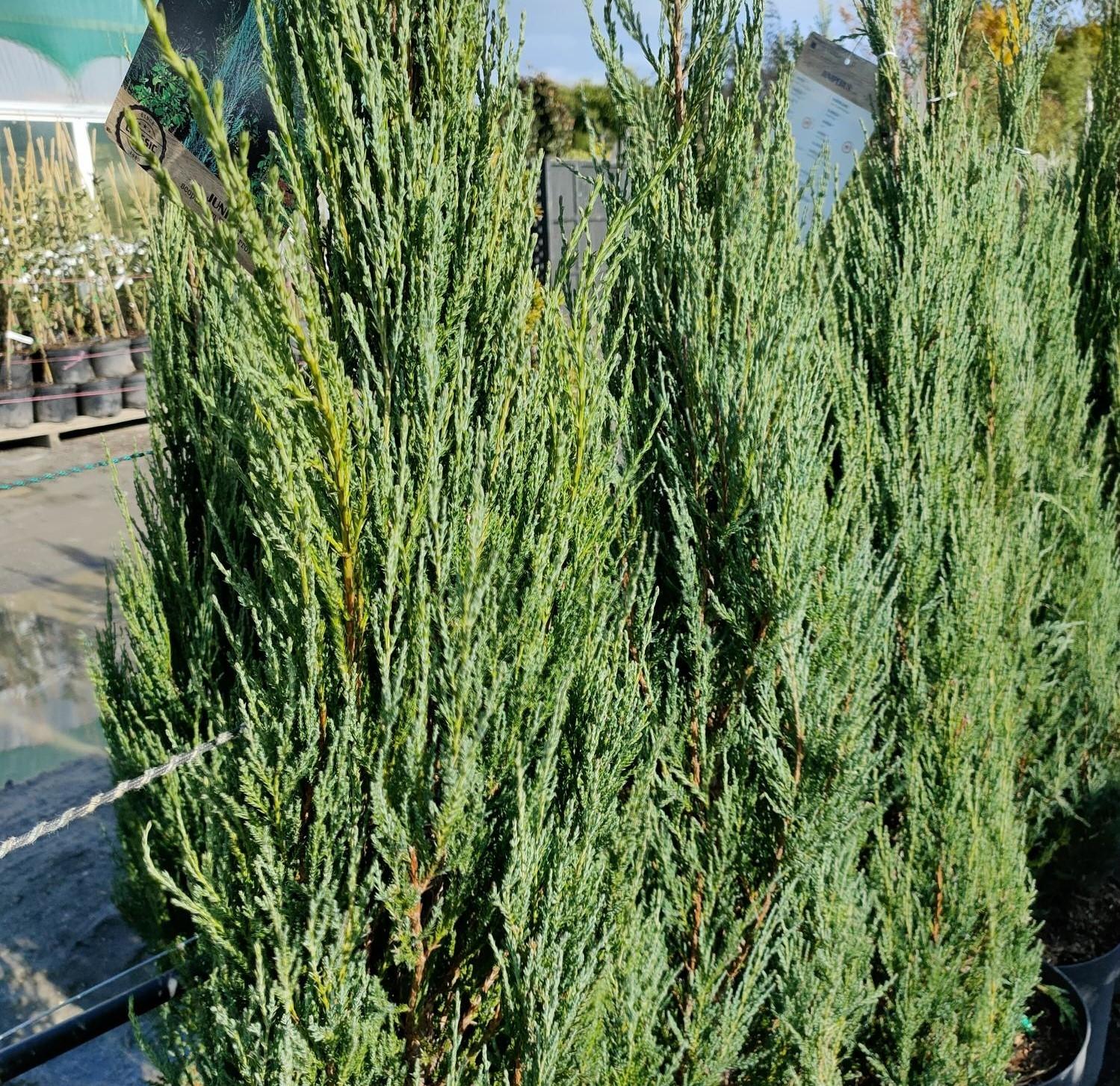 Juniperus Scopulorum Blue Arrow - View 9 from www redcrocus com