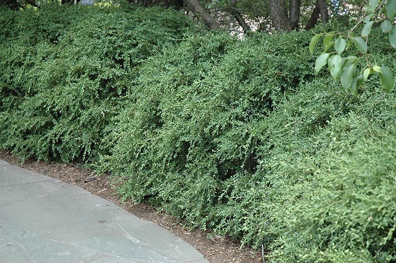 Buxus Microphylla Wintergreen - View 7 from www redcrocus com