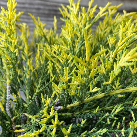 Juniperus Chinensis Pfitzeriana Gold Lace - View 12 from www redcrocus com