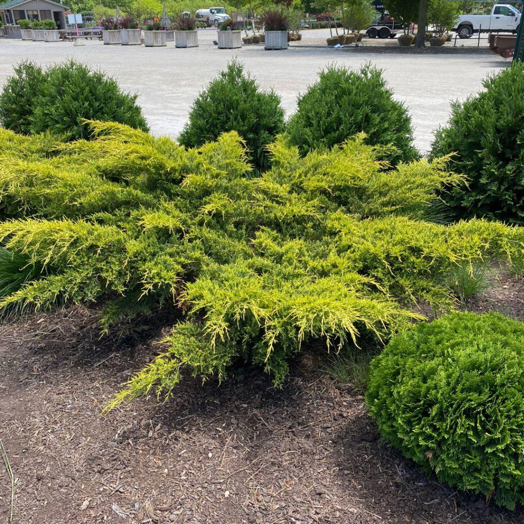 Juniperus Chinensis Pfitzeriana Gold Lace - View 13 from www redcrocus com