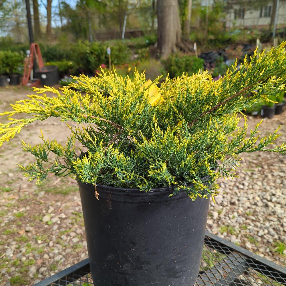 Juniperus Chinensis Pfitzeriana Gold Lace - View 15 from www redcrocus com