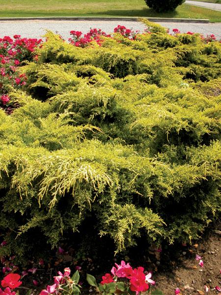 Juniperus Chinensis Pfitzeriana Gold Lace - View 16 from www redcrocus com
