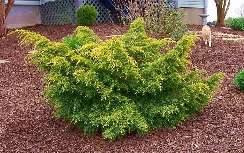 Juniperus Chinensis Pfitzeriana Gold Lace - View 19 from www redcrocus com