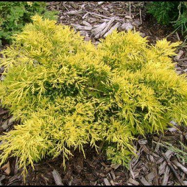 Juniperus Chinensis Pfitzeriana Gold Lace - View 2 from www redcrocus com