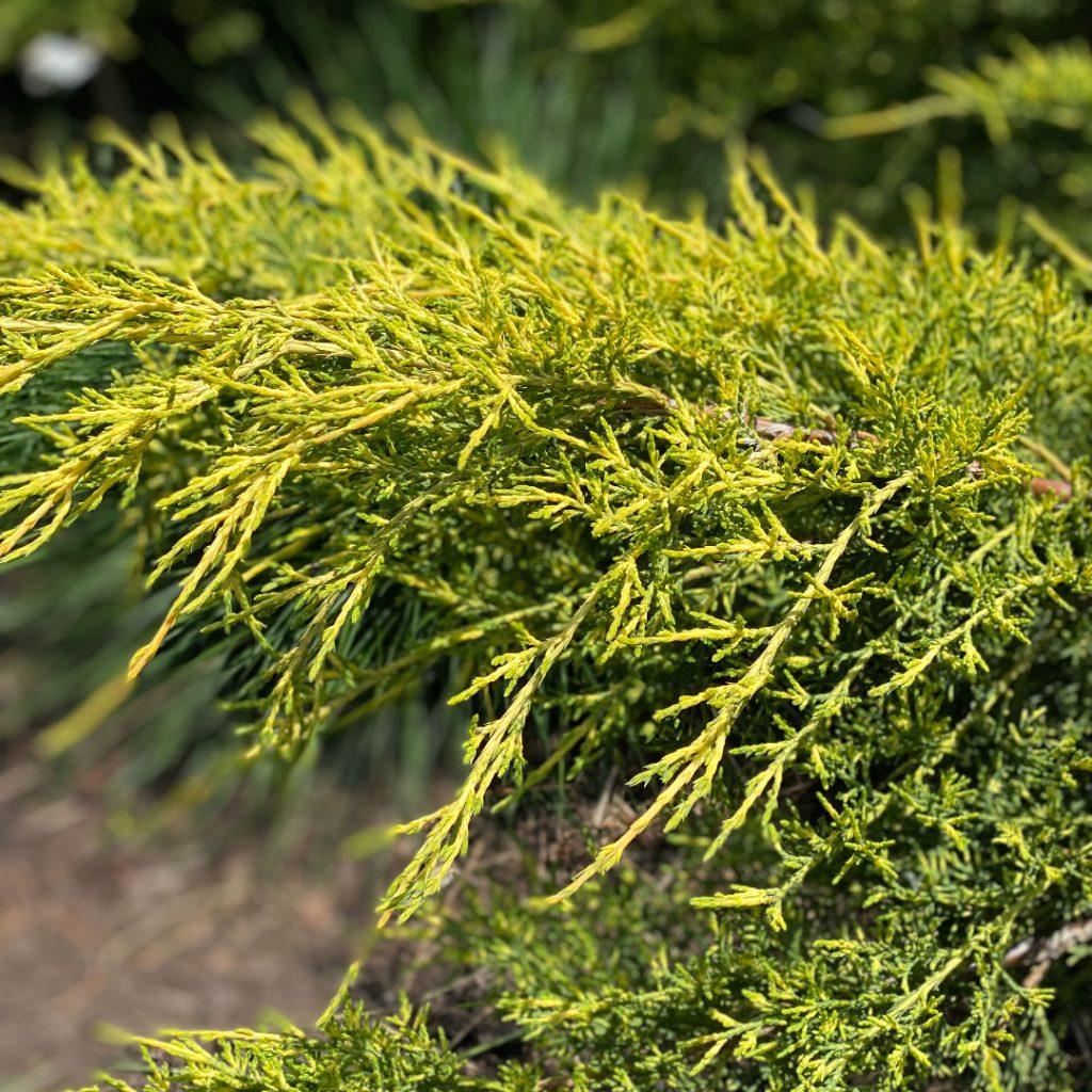 Juniperus Chinensis Pfitzeriana Gold Lace - View 4 from www redcrocus com