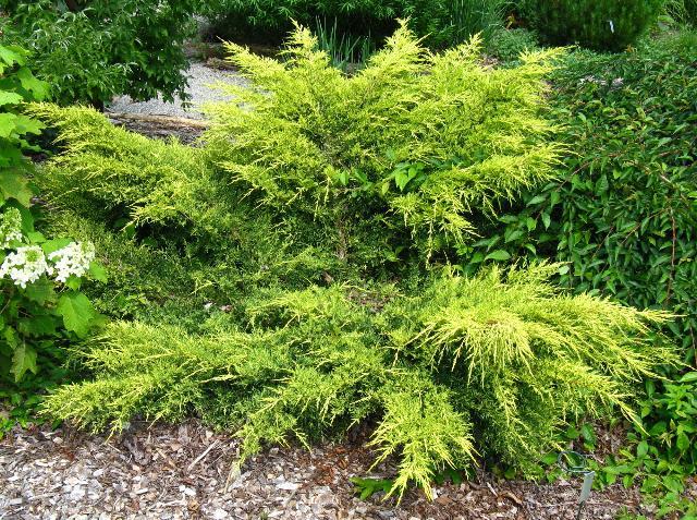 Juniperus Chinensis Pfitzeriana Gold Lace - View 5 from www redcrocus com
