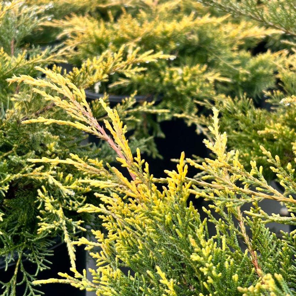 Juniperus Chinensis Pfitzeriana Gold Lace - View 6 from www redcrocus com