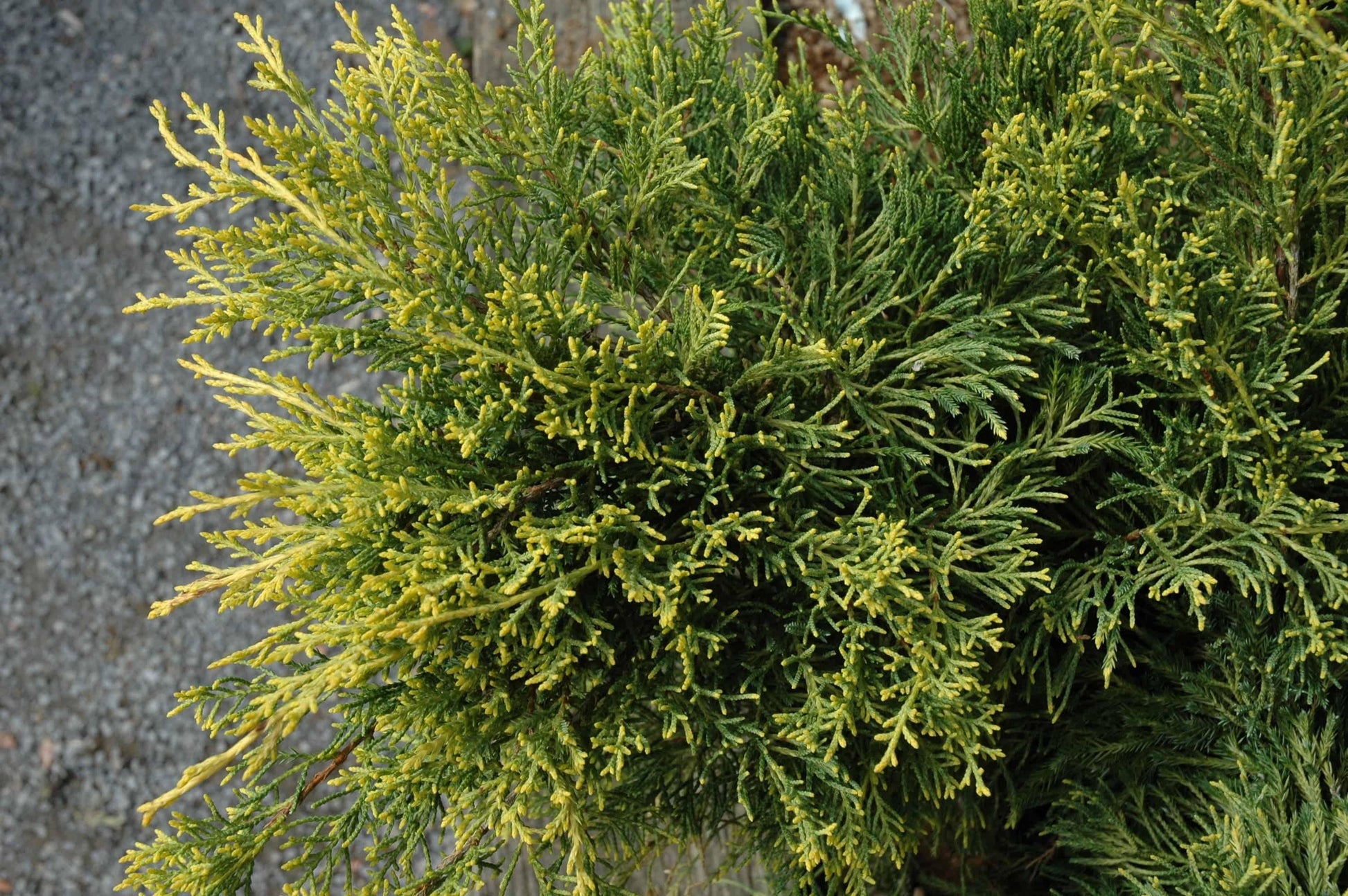Juniperus Chinensis Pfitzeriana Gold Lace - View 9 from www redcrocus com