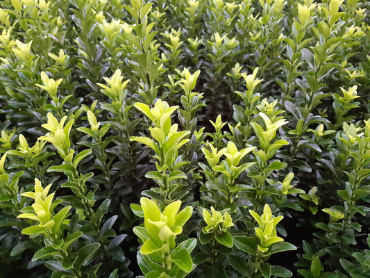 Euonymus Japonicus Green Spire - View 10 from www redcrocus com