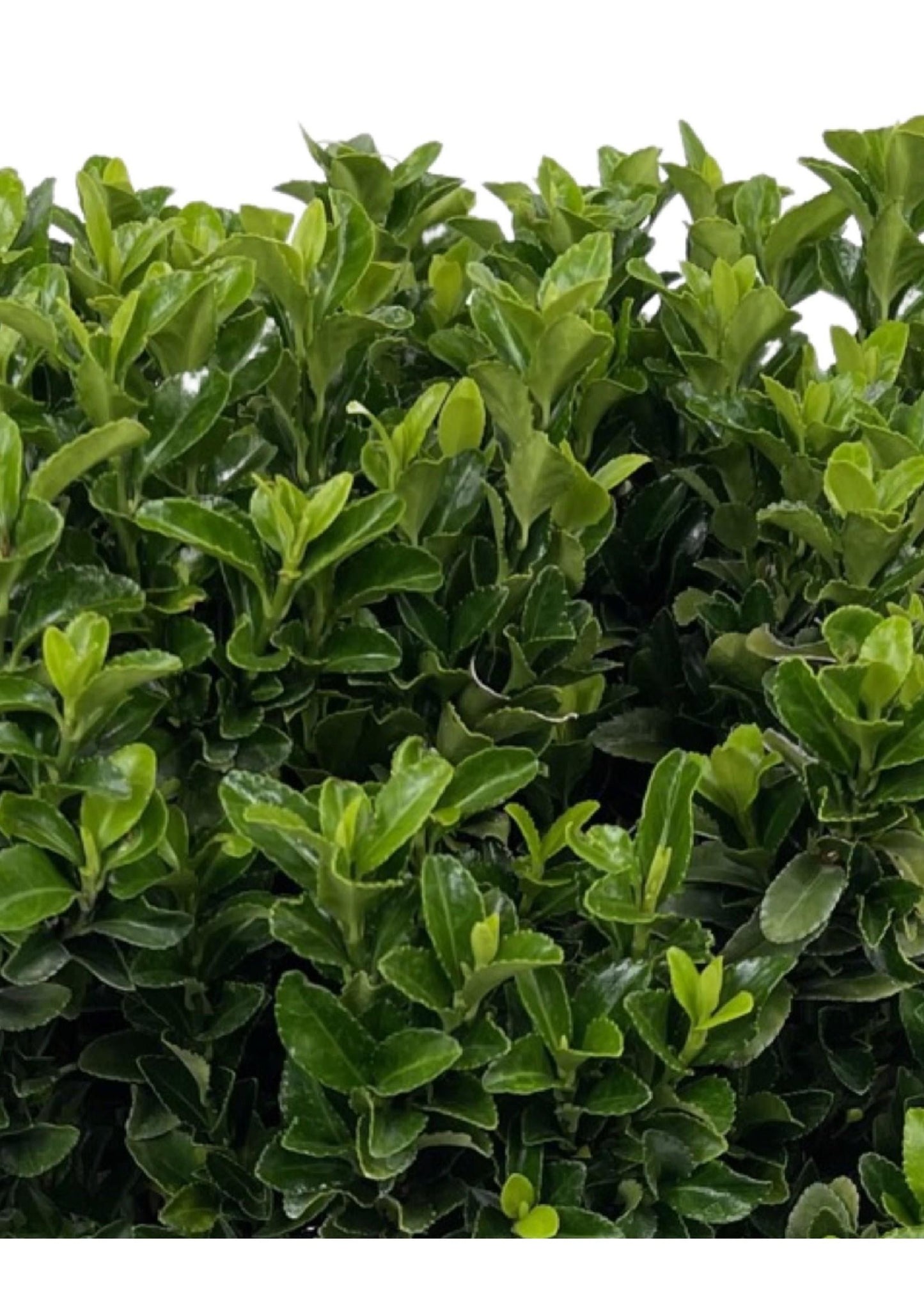 Euonymus Japonicus Green Spire - View 11 from www redcrocus com