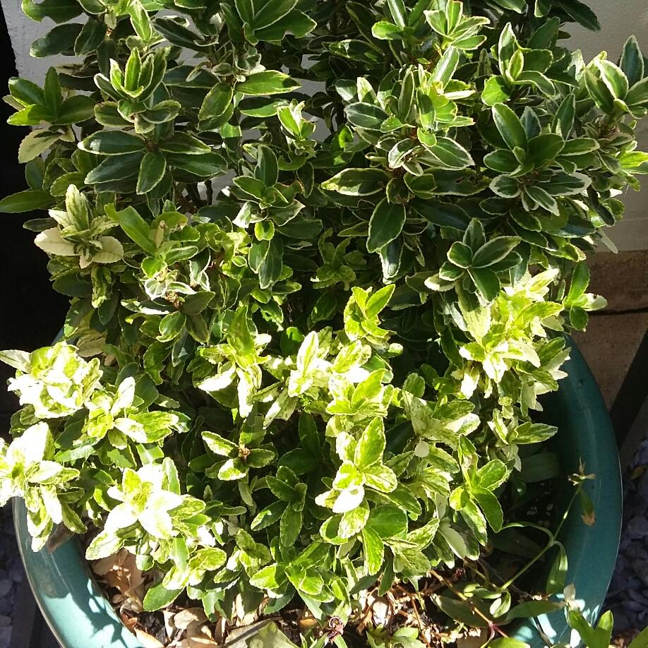 Euonymus Japonicus Green Spire - View 12 from www redcrocus com
