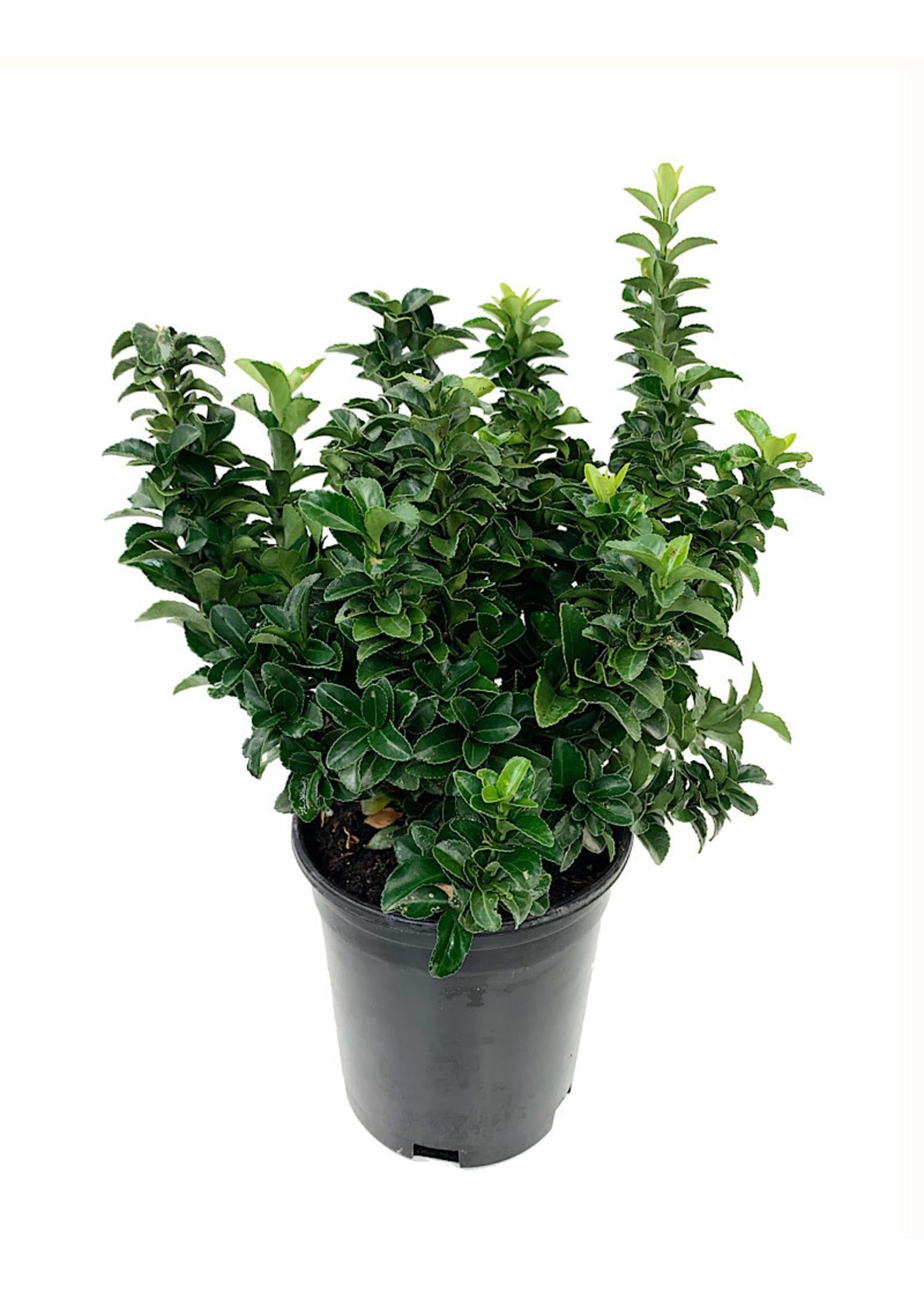 Euonymus Japonicus Green Spire - View 18 from www redcrocus com
