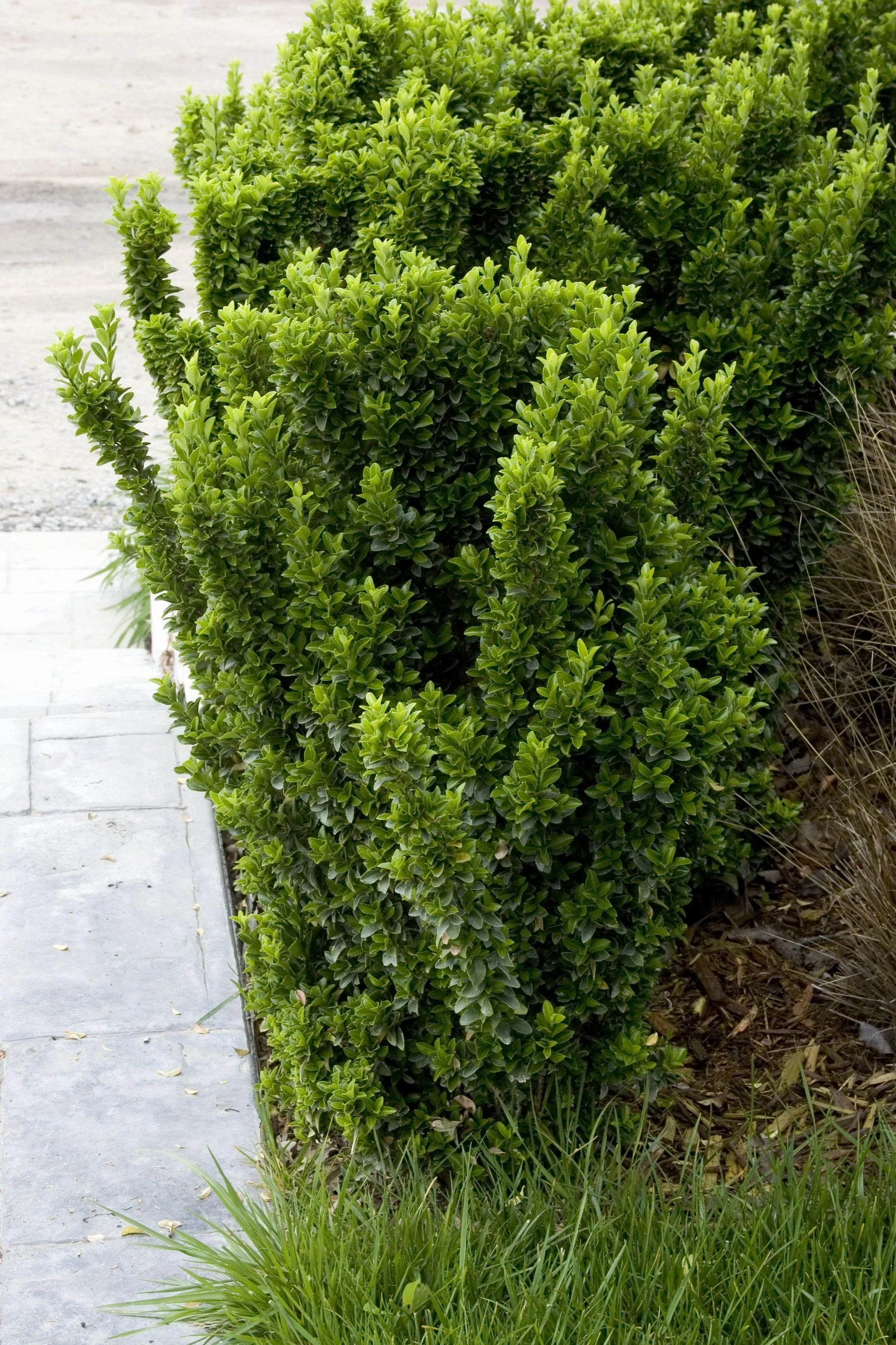 Euonymus Japonicus Green Spire - View 6 from www redcrocus com