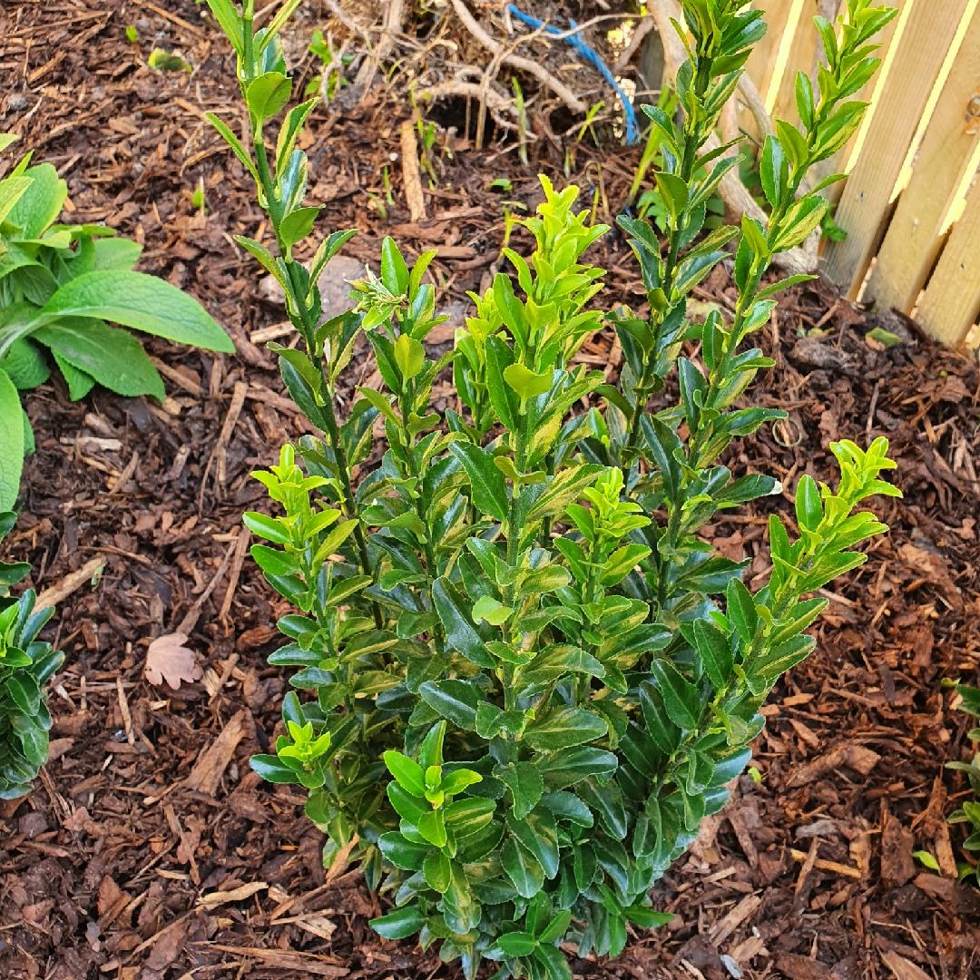 Euonymus Japonicus Green Spire - View 7 from www redcrocus com