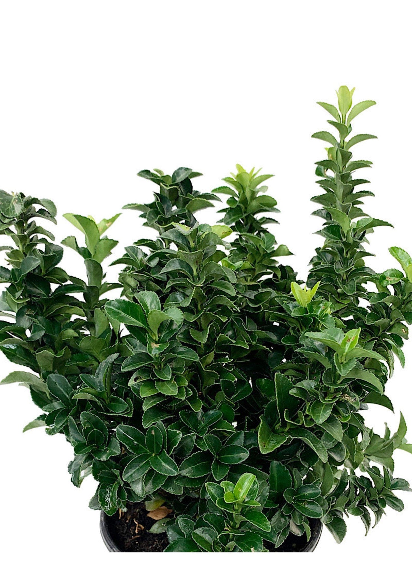 Euonymus Japonicus Green Spire - View 9 from www redcrocus com