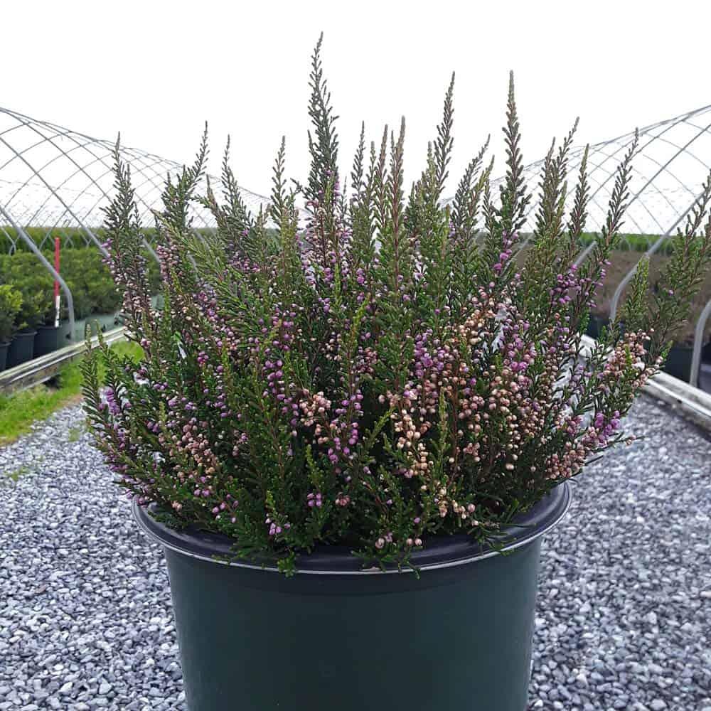 Calluna Vulgaris 'tib' - View 10 from www redcrocus com