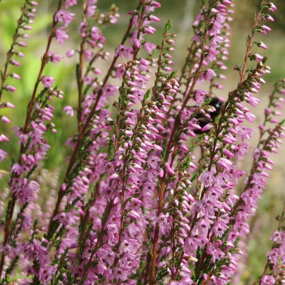 Calluna Vulgaris 'tib' - View 11 from www redcrocus com