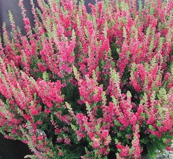 Calluna Vulgaris 'tib' - View 13 from www redcrocus com