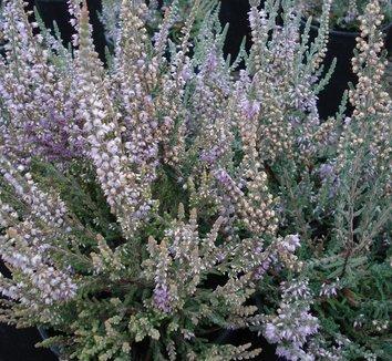 Calluna Vulgaris 'tib' - View 15 from www redcrocus com