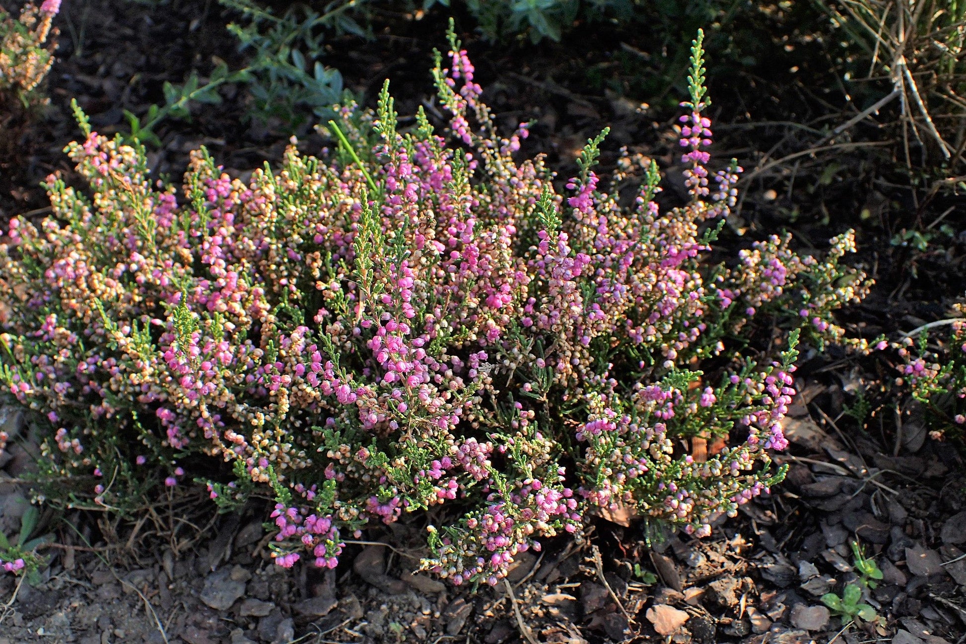 Calluna Vulgaris 'tib' - View 16 from www redcrocus com