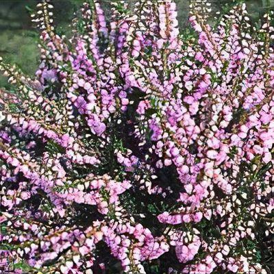 Calluna Vulgaris 'tib' - View 19 from www redcrocus com
