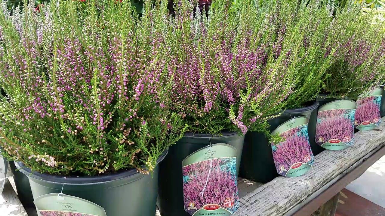 Calluna Vulgaris 'tib' - View 22 from www redcrocus com
