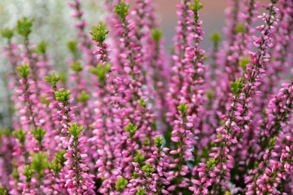 Calluna Vulgaris 'tib' - View 25 from www redcrocus com
