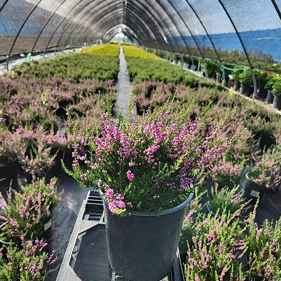 Calluna Vulgaris 'tib' - View 26 from www redcrocus com