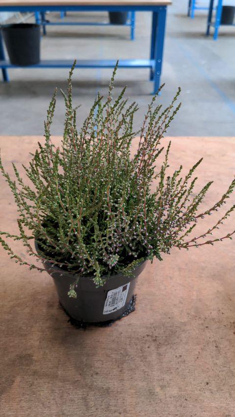 Calluna Vulgaris 'tib' - View 27 from www redcrocus com
