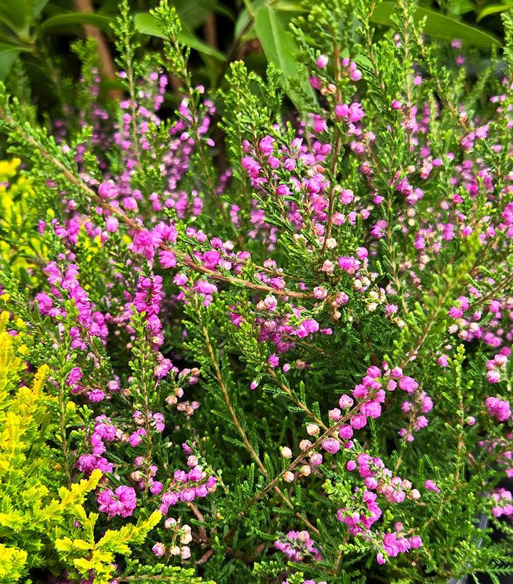 Calluna Vulgaris 'tib' - View 2 from www redcrocus com