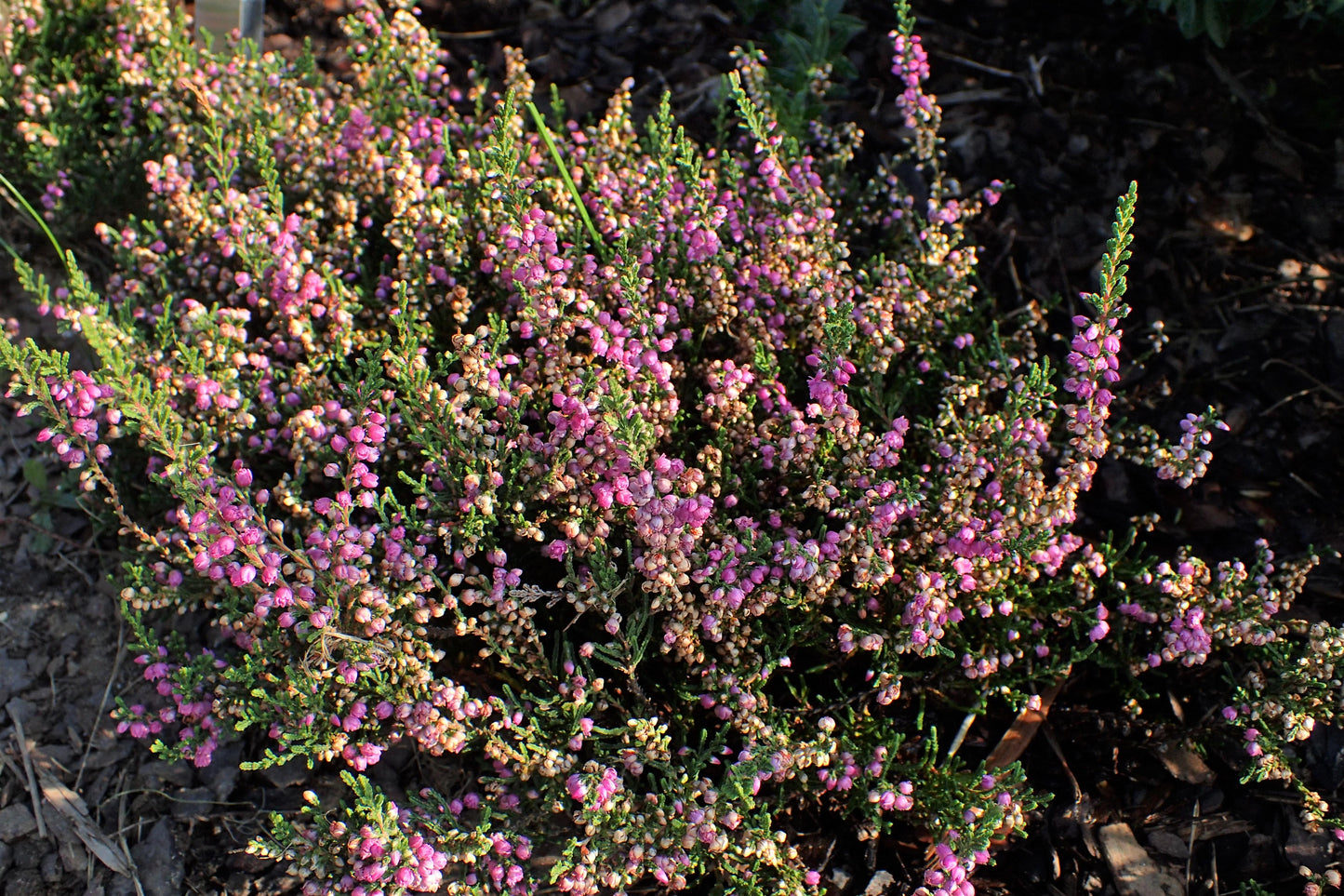 Calluna Vulgaris 'tib' - View 30 from www redcrocus com
