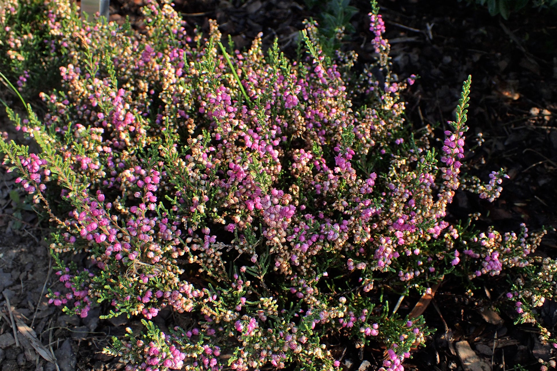 Calluna Vulgaris 'tib' - View 30 from www redcrocus com