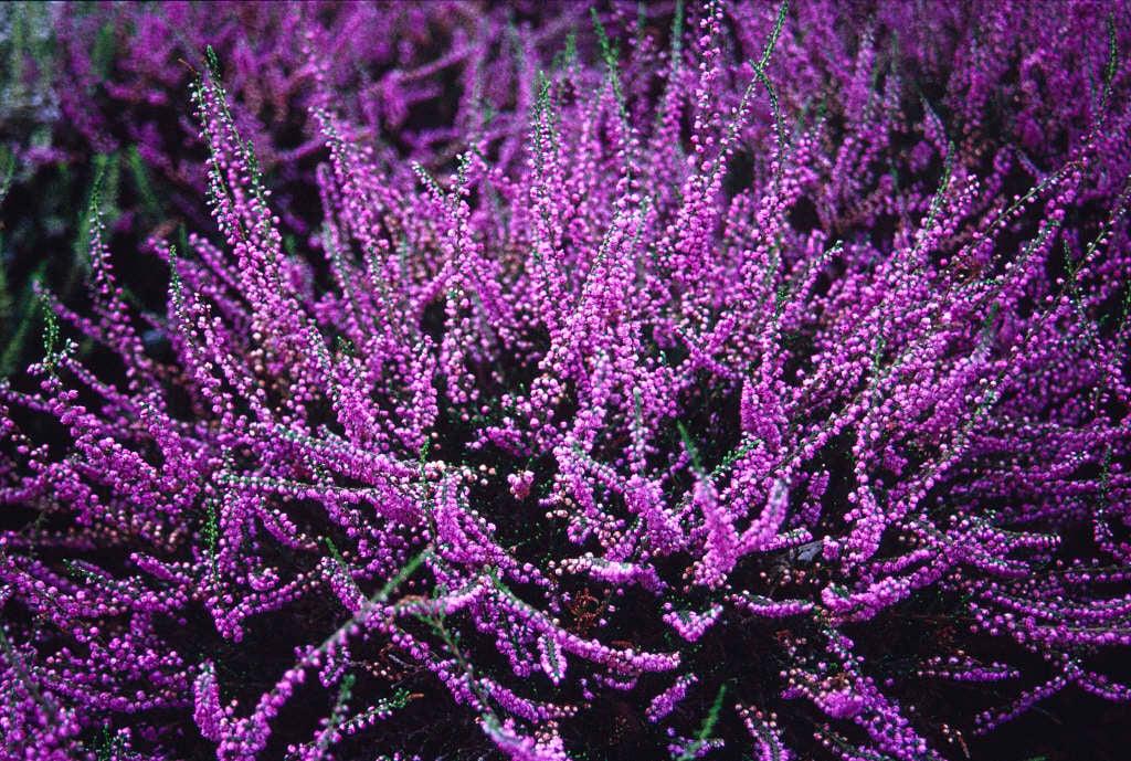 Calluna Vulgaris 'tib' - View 3 from www redcrocus com