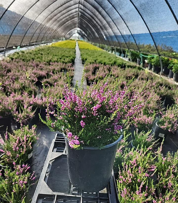 Calluna Vulgaris 'tib' - View 5 from www redcrocus com