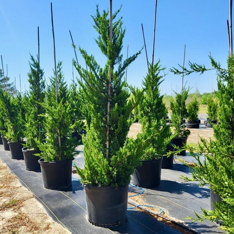 Hollywood Juniper Juniperus chinensis 'Torulosa' - Dense Evergreen Shrub for Gardens, Hedges, & Landscapes  5/6' h B&B