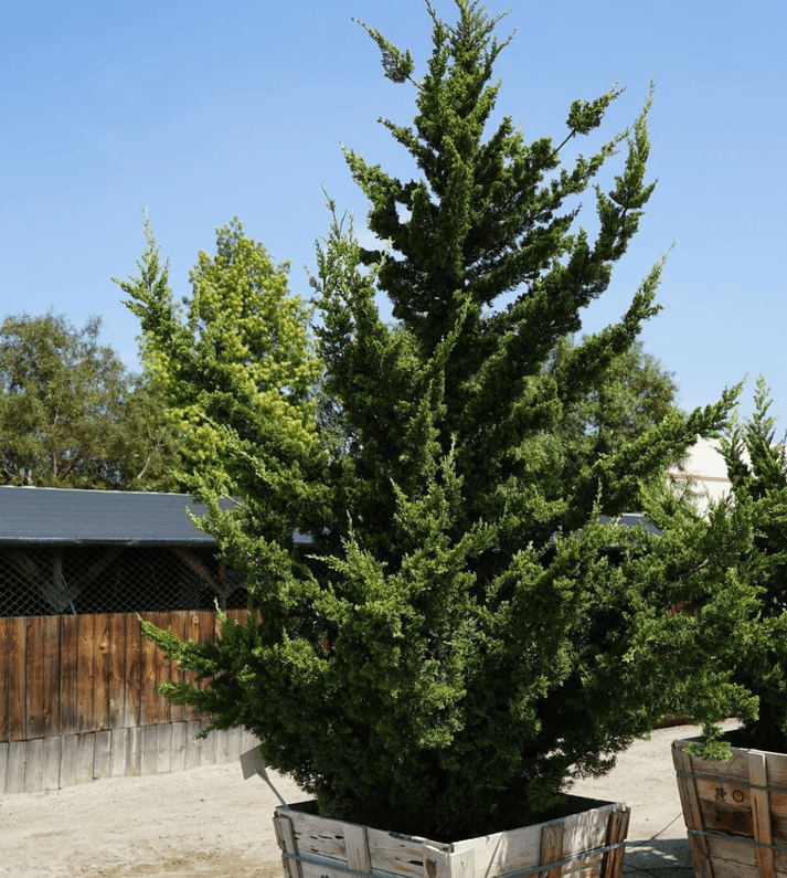 Hollywood Juniper Juniperus chinensis 'Torulosa' - Dense Evergreen Shrub for Gardens, Hedges, & Landscapes  5/6' h B&B