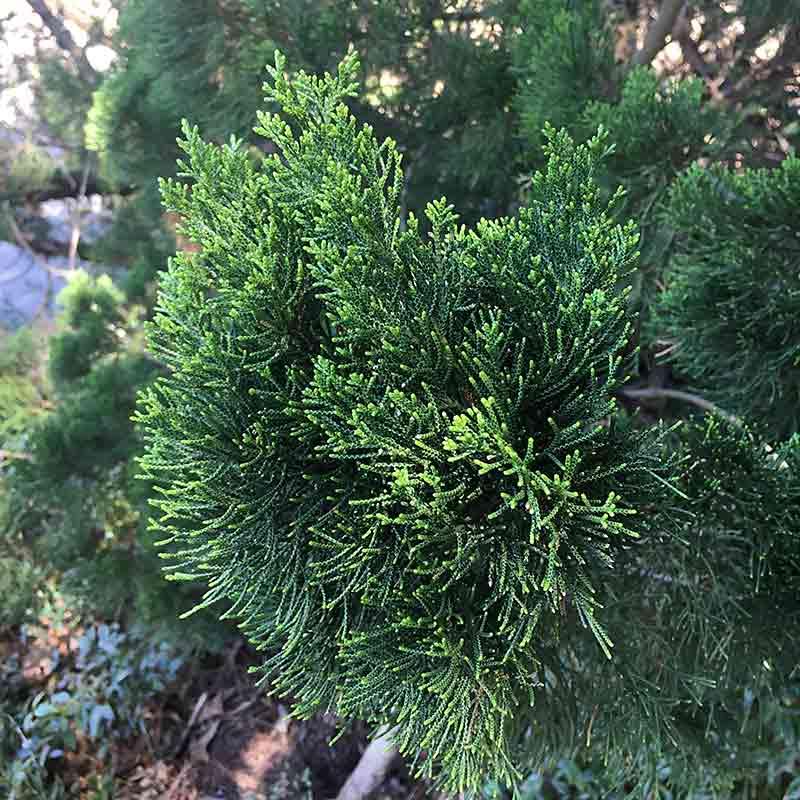 Hollywood Juniper Juniperus chinensis 'Torulosa' - Dense Evergreen Shrub for Gardens, Hedges, & Landscapes  5/6' h B&B