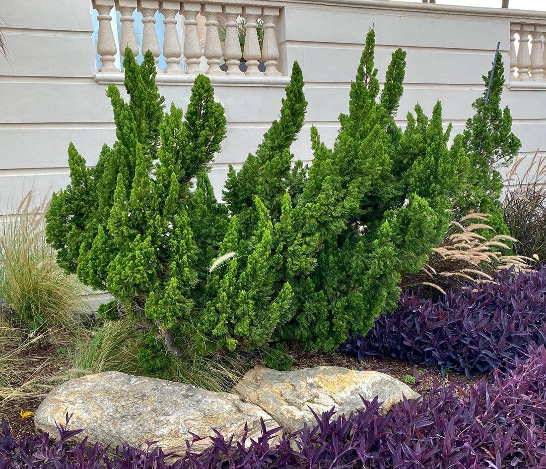Juniperus Chinensis Torulosa - View 3 from www redcrocus com