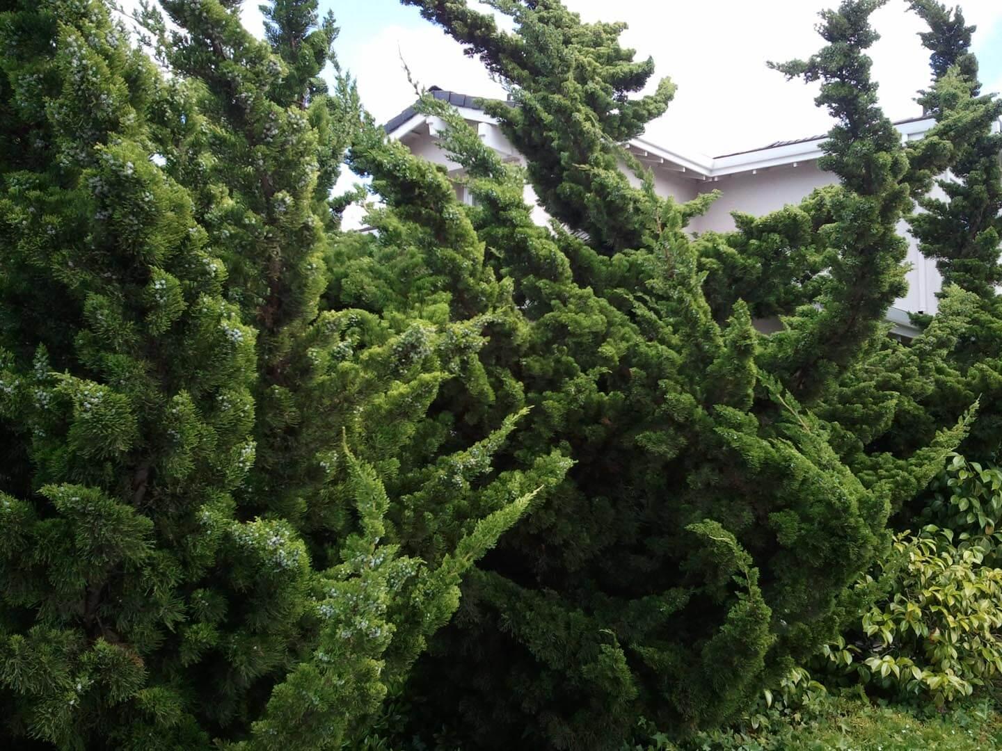Juniperus Chinensis Torulosa - View 17 from www redcrocus com