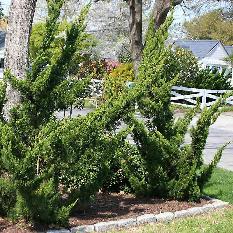 Juniperus Chinensis Torulosa - View 2 from www redcrocus com