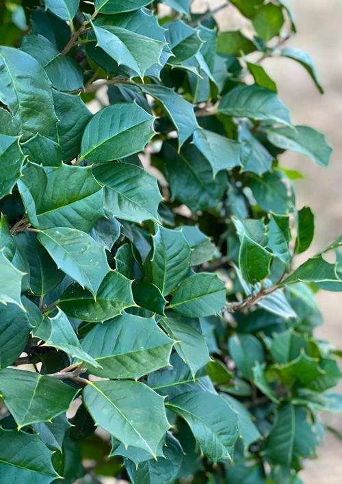 Ilex Opaca Satyr Hill - View 11 from www redcrocus com