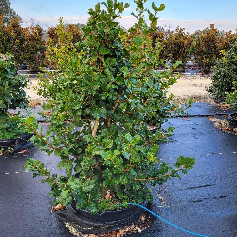 Ilex Opaca Satyr Hill - View 12 from www redcrocus com