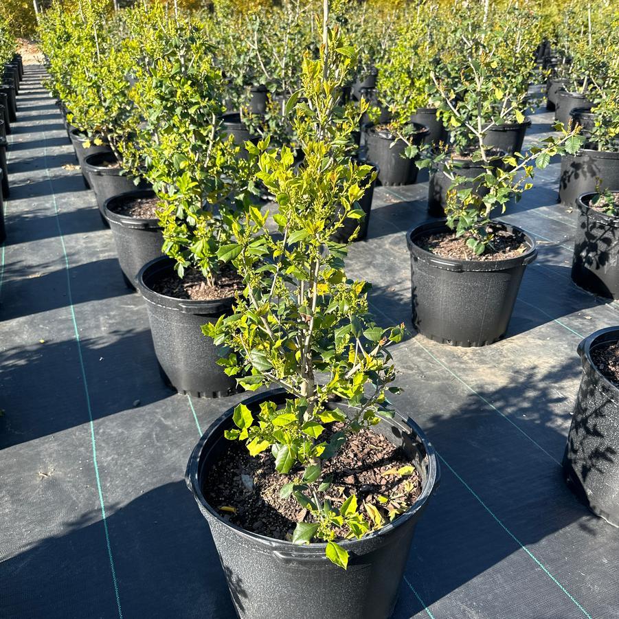 Ilex Opaca Satyr Hill - View 14 from www redcrocus com