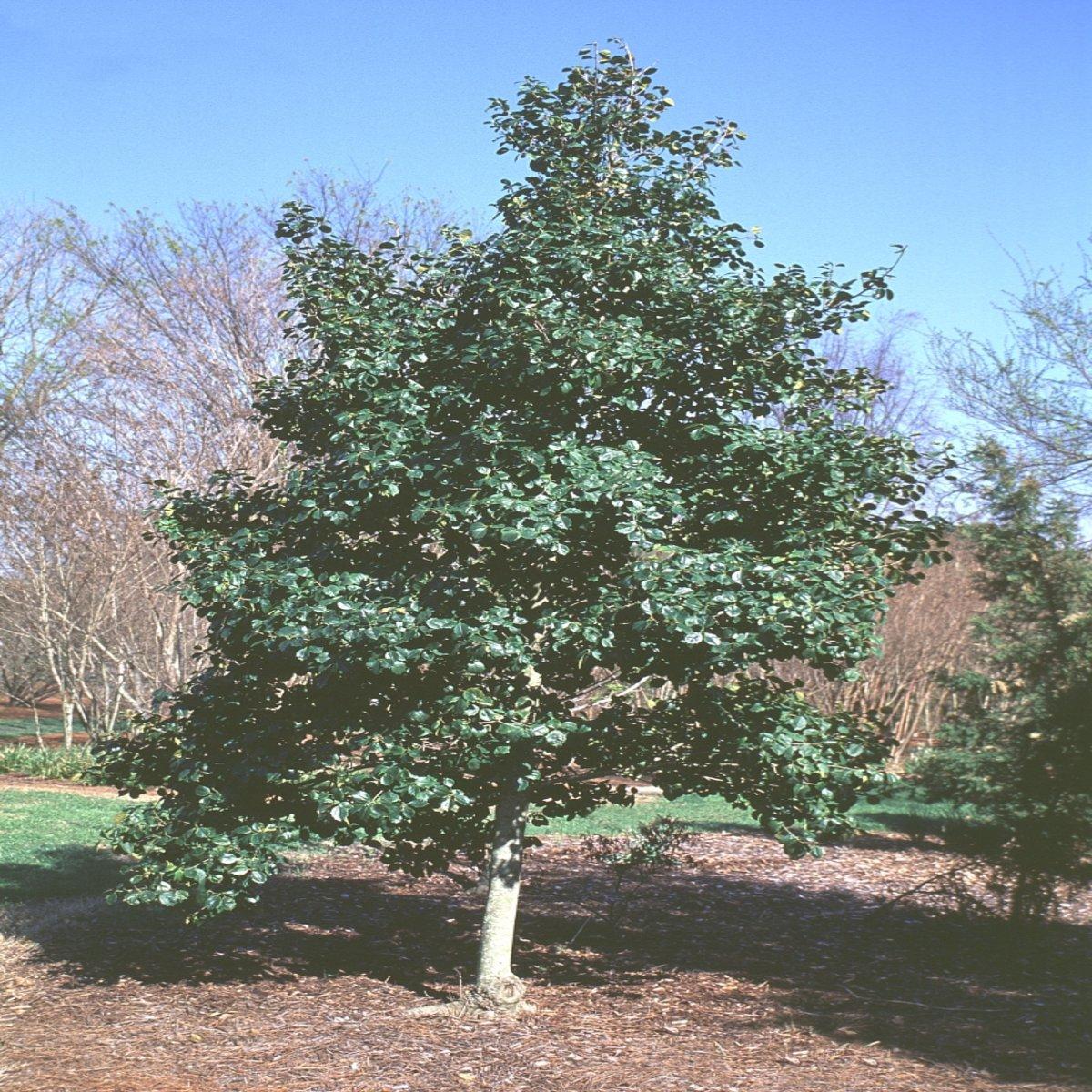 Ilex Opaca Satyr Hill - View 16 from www redcrocus com