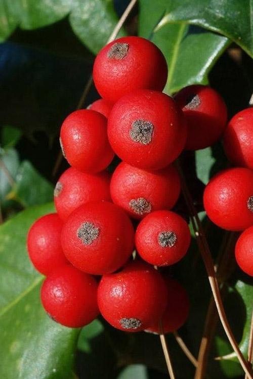 Ilex Opaca Satyr Hill - View 20 from www redcrocus com