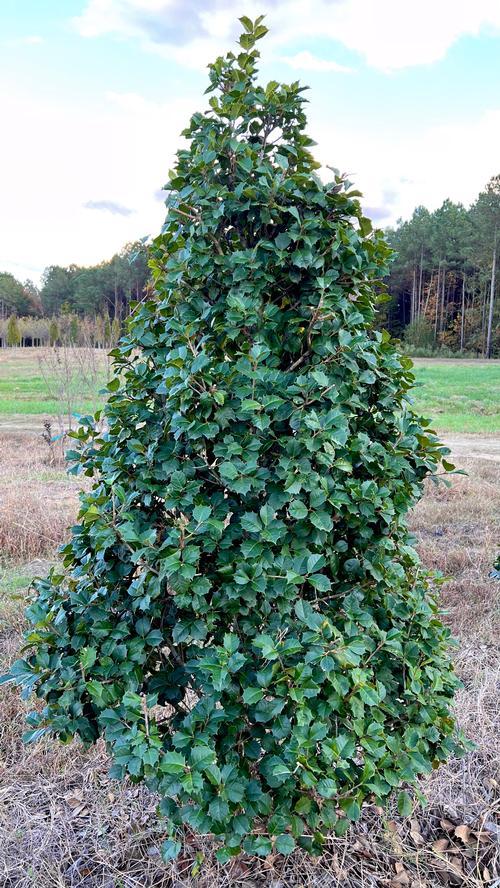 Ilex Opaca Satyr Hill - View 2 from www redcrocus com