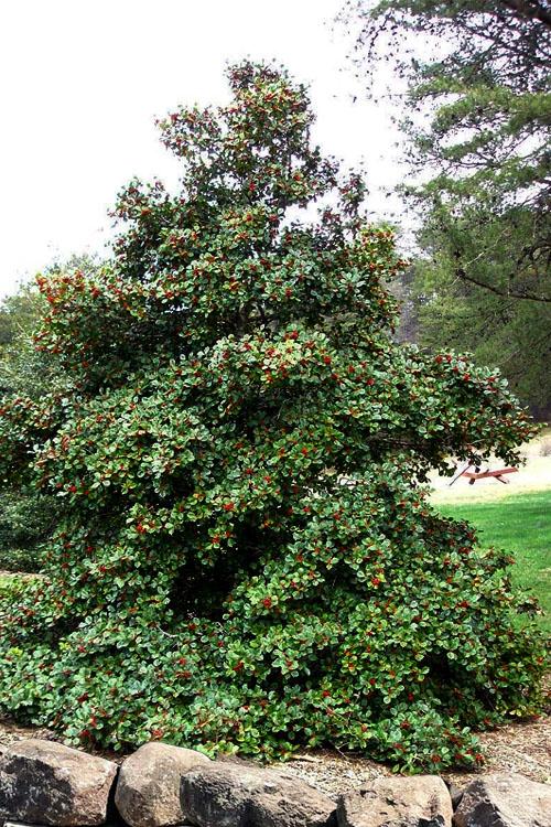 Ilex Opaca Satyr Hill - View 3 from www redcrocus com